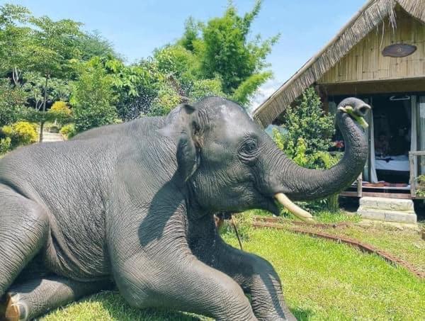 3 Pok Maewang Jinxiang Gold Elephant Park Mae Wang Eksteriør bilde