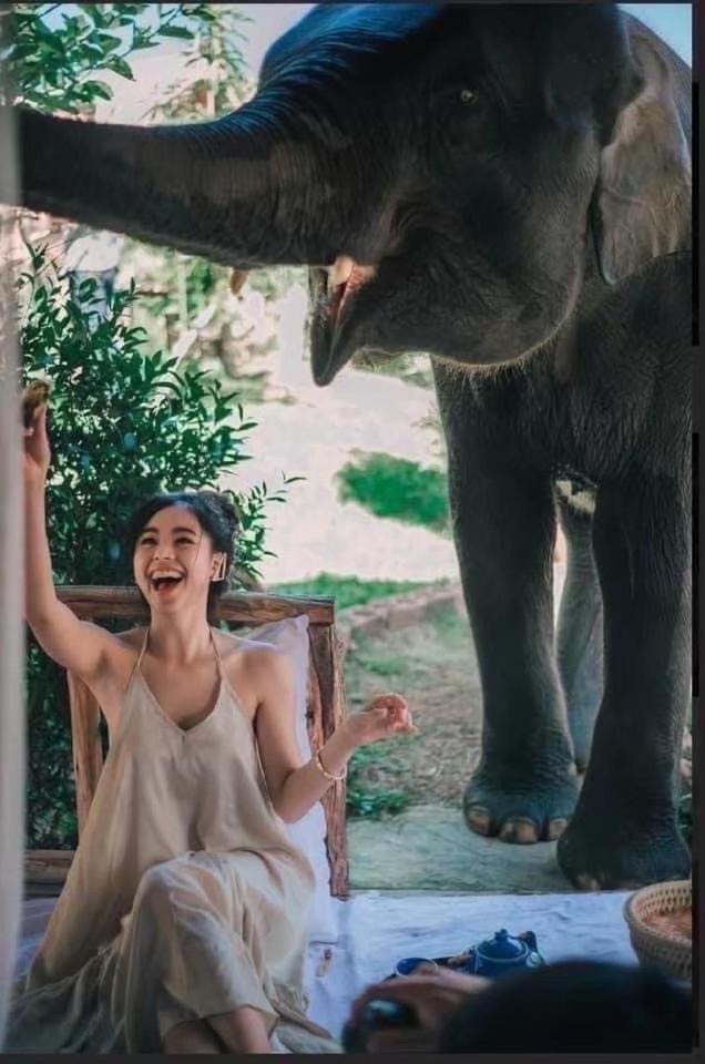 3 Pok Maewang Jinxiang Gold Elephant Park Mae Wang Eksteriør bilde