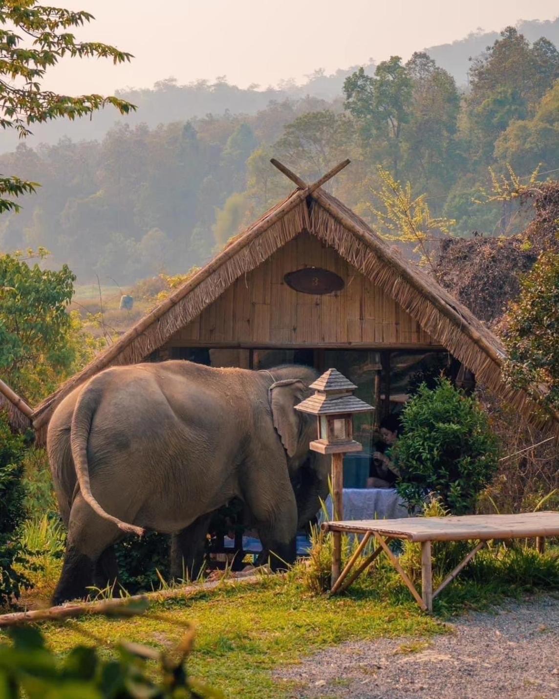 3 Pok Maewang Jinxiang Gold Elephant Park Mae Wang Eksteriør bilde