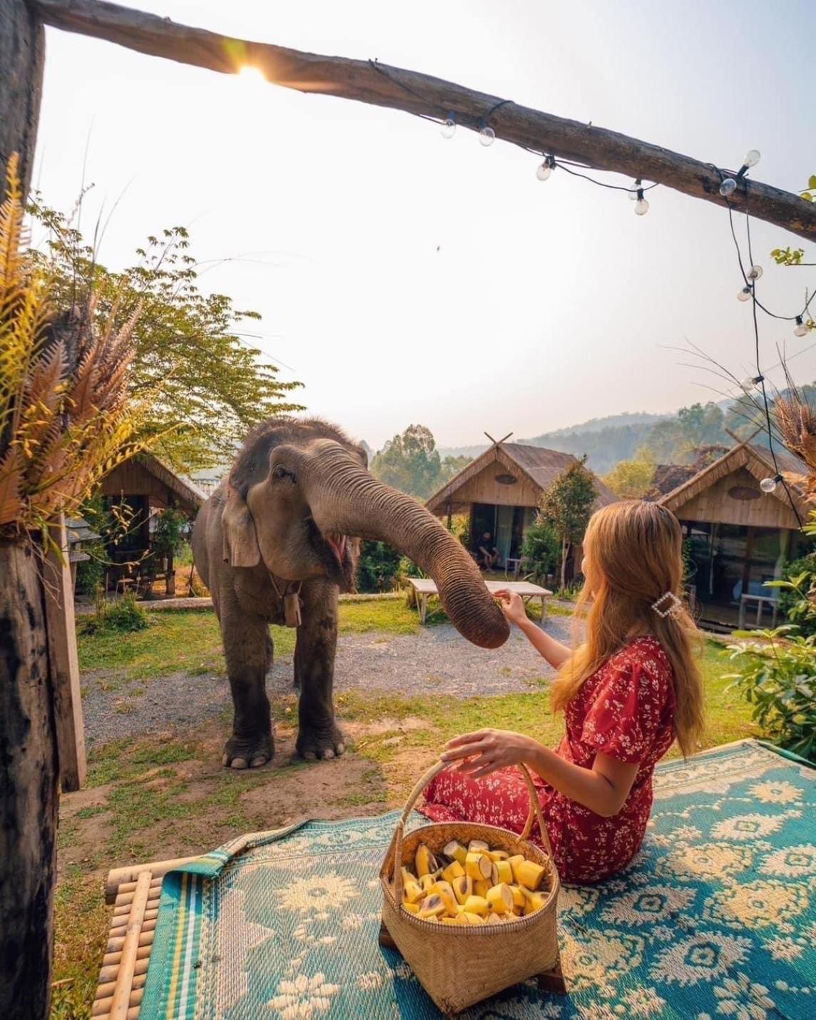 3 Pok Maewang Jinxiang Gold Elephant Park Mae Wang Eksteriør bilde
